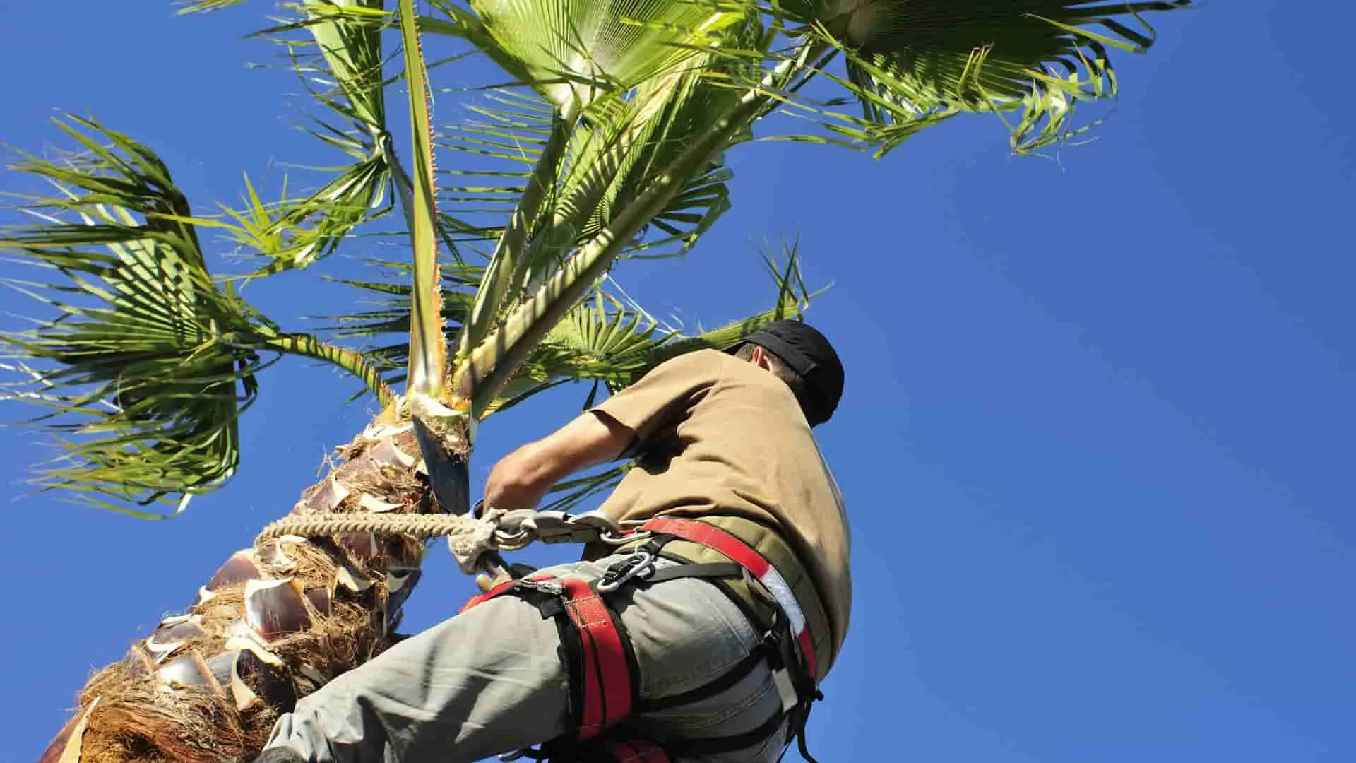 Large palm tree being trimmed in Cape Coral, FL