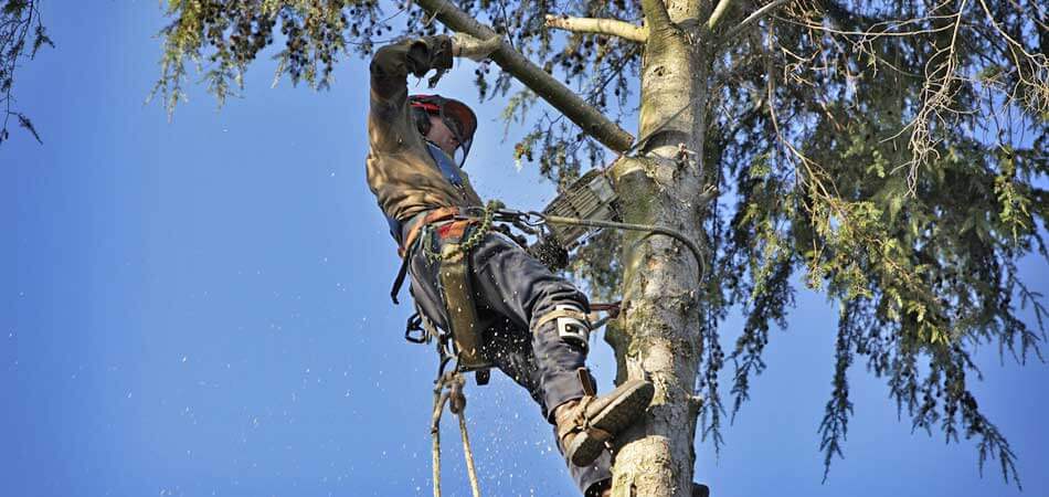 Tree service worker cutting limbs back in a tree in Fort Myers, FL.